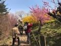 滝桜、花見山