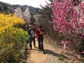 滝桜、花見山