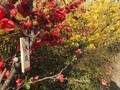 滝桜、花見山