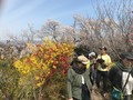 滝桜、花見山