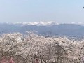 滝桜、花見山