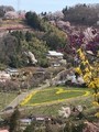 滝桜、花見山