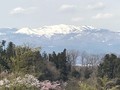 滝桜、花見山