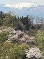 滝桜、花見山