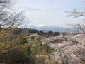 滝桜、花見山