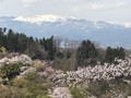 滝桜、花見山