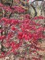 滝桜、花見山