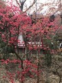 滝桜、花見山