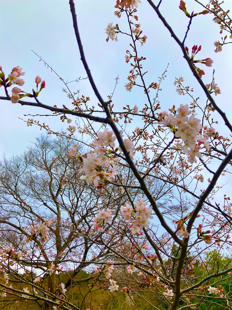 f:id:RizzleD:20230330160137j:image