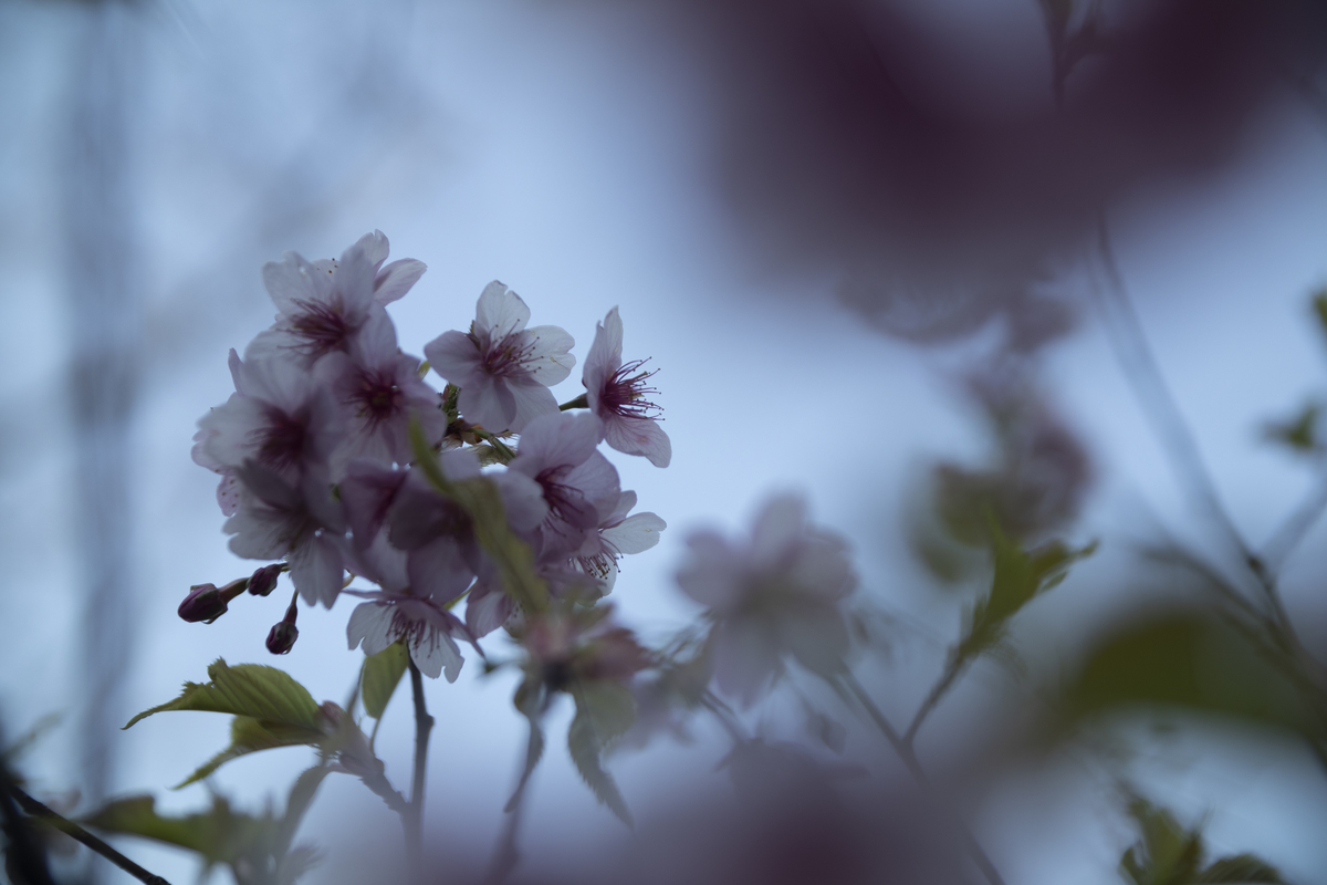 f:id:Rnew:20200320105439j:plain f:id:Rnew:20200320105439j:plain