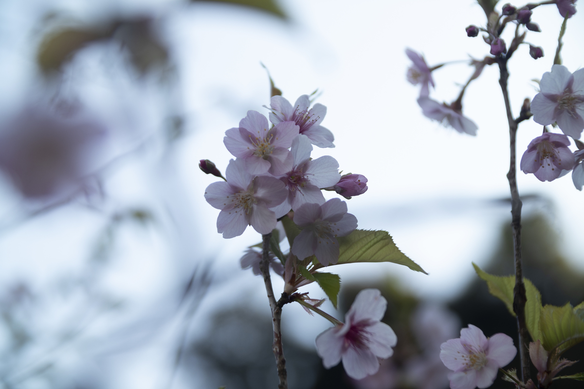 f:id:Rnew:20200320105447j:plain f:id:Rnew:20200320105447j:plain
