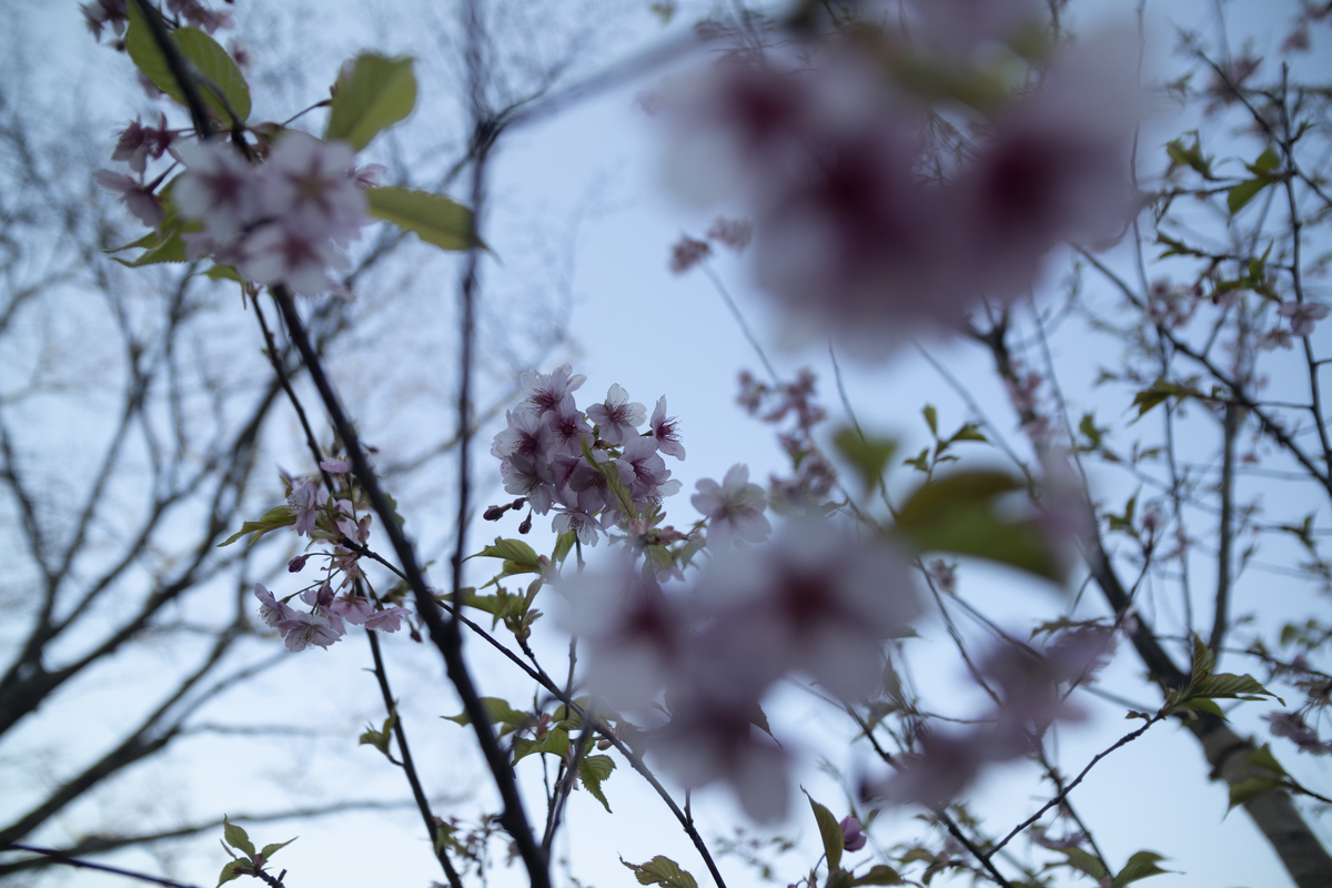 f:id:Rnew:20200320105456j:plain f:id:Rnew:20200320105456j:plain