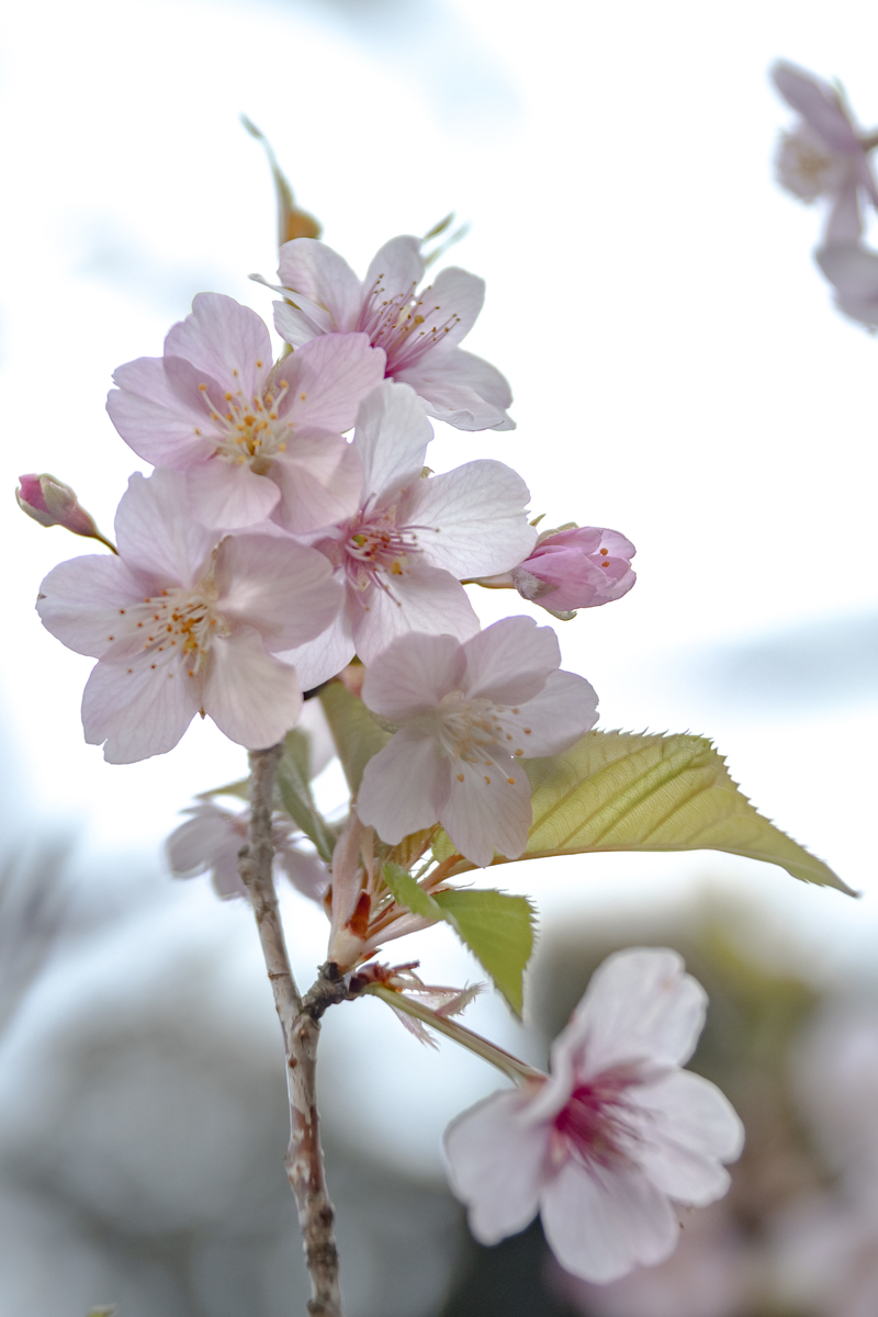 f:id:Rnew:20200320105745j:plain f:id:Rnew:20200320105745j:plain