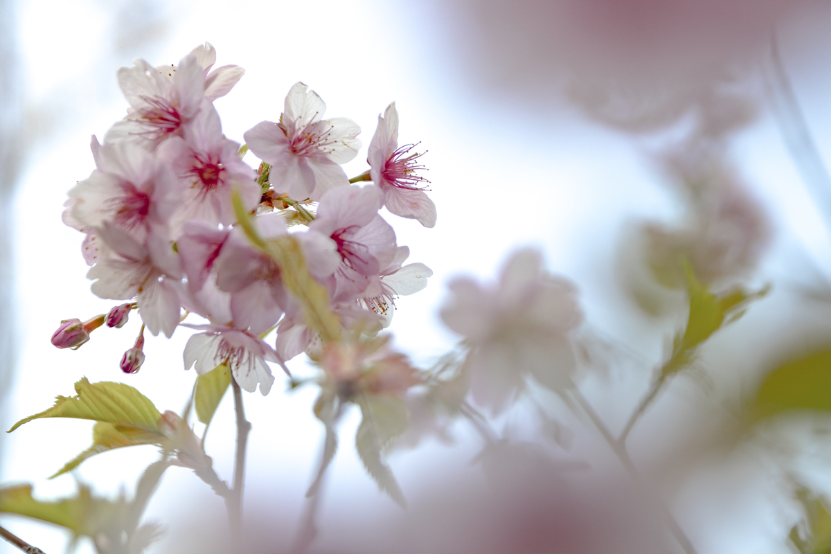 f:id:Rnew:20200320105751j:plain f:id:Rnew:20200320105751j:plain