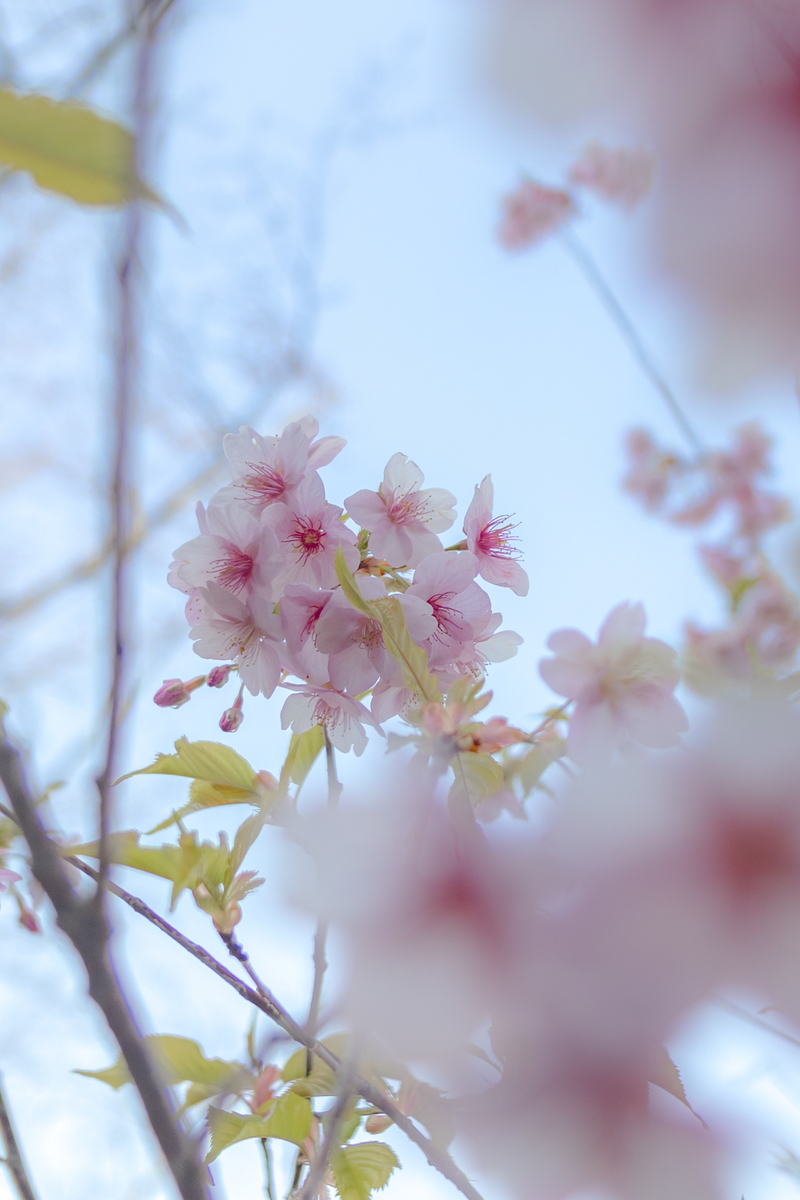 f:id:Rnew:20200320105755j:plain f:id:Rnew:20200320105755j:plain
