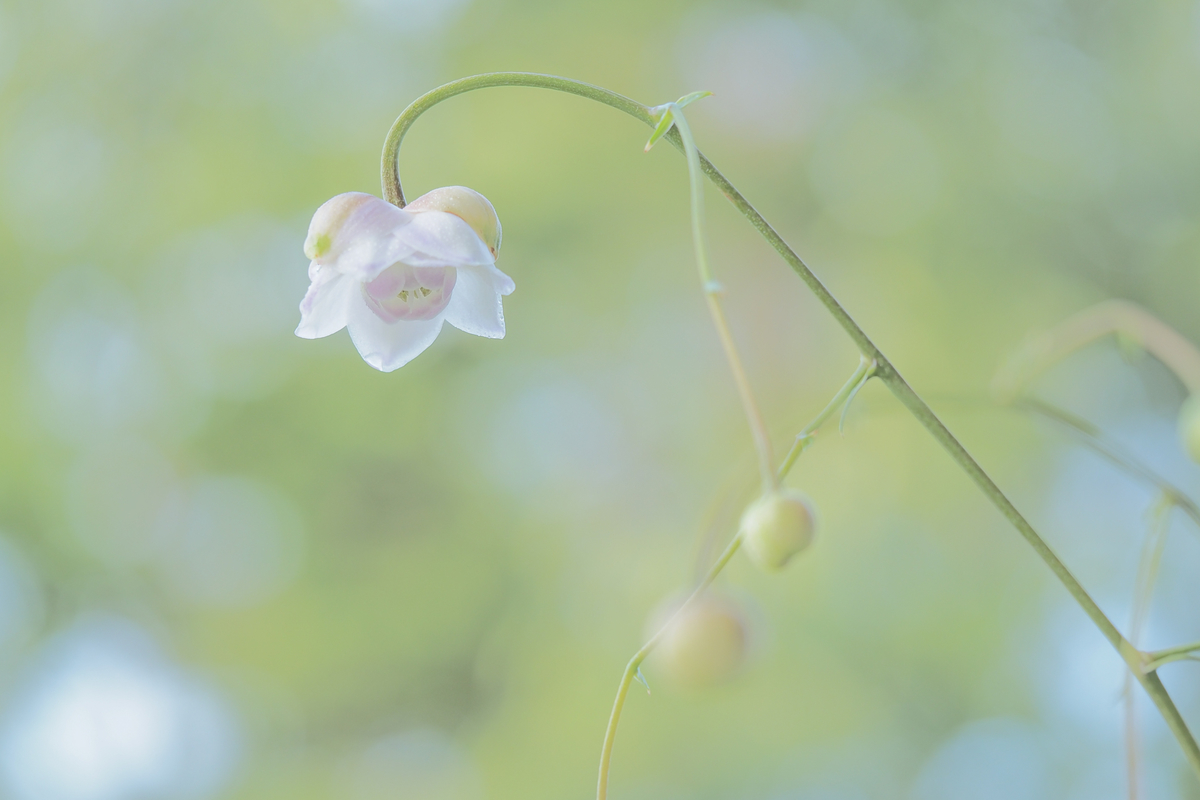 こちらが写真で見たイメージのレンゲショウマ Let It Flow