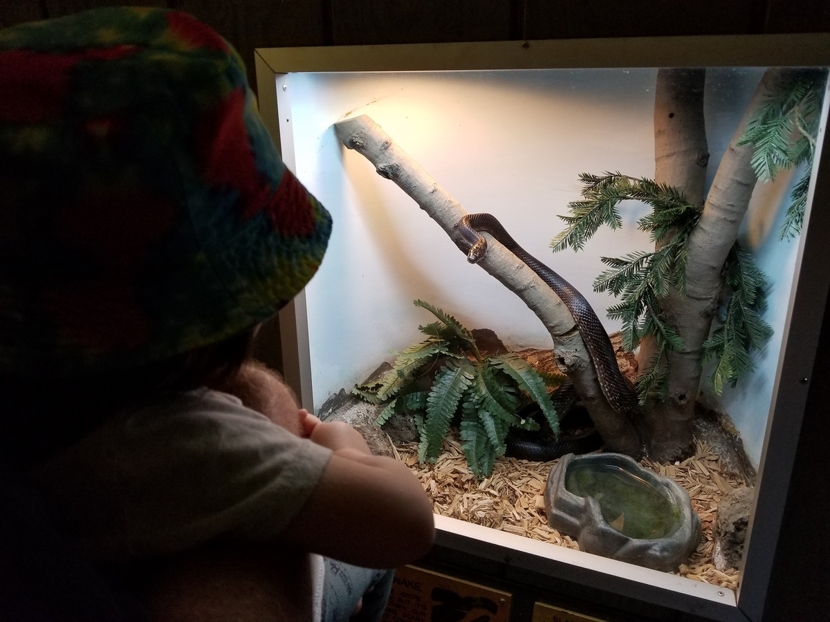 f:id:RockinWasabi:20191002114327j:plain