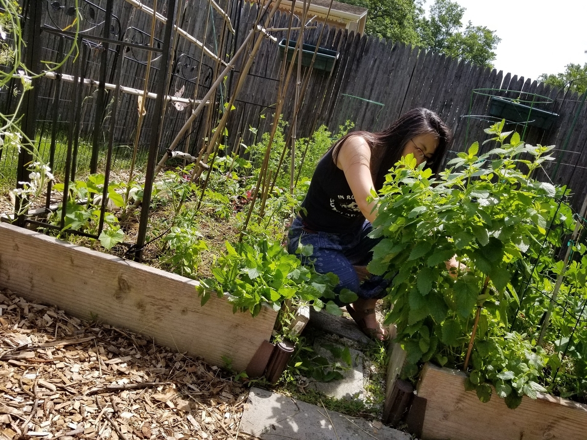 今がチャンス レモンバームもドライ たちまちwasabi