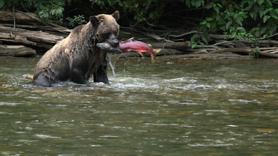 【大自然の絶景】カナダ、フレーザー川を泳ぐ美しいベニザケの大群 科学と哲学ラボ