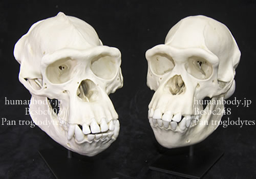 f:id:Rootport:20180725174725j:plain f:id:Rootport:20180725174725j:plain