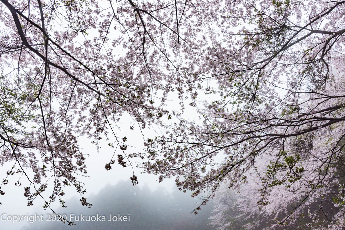 糸島 桜風景 日向峠 雨の撮影 福岡情景写真