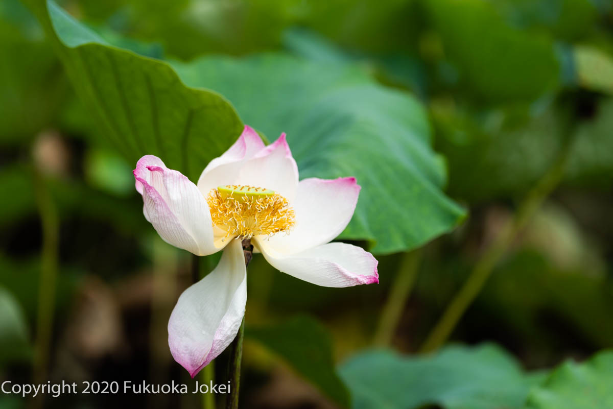 福岡花写真 舞鶴公園の蓮 福岡情景写真