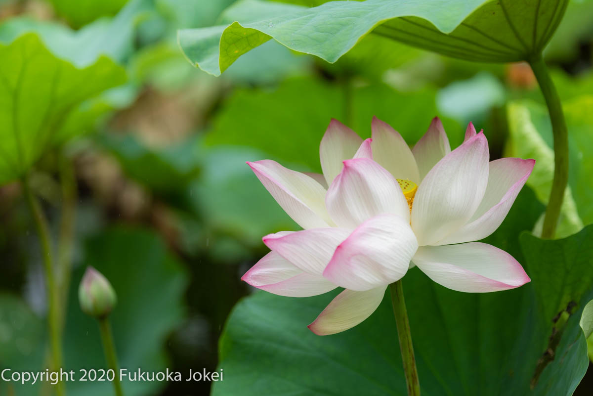 福岡花写真 舞鶴公園の蓮 福岡情景写真