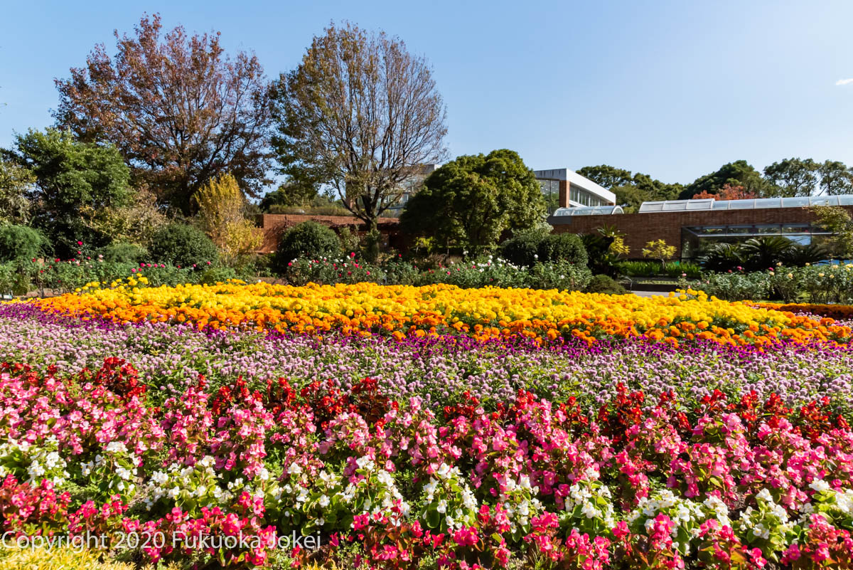 秋バラの季節 福岡市植物園 その1 福岡情景写真 秋バラの季節 福岡市植物園 その1 福岡情景写真