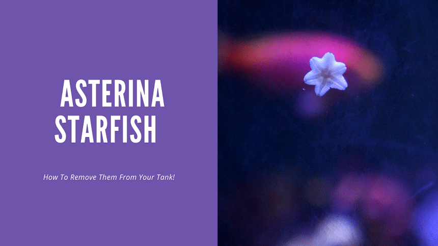 リーフタンクに現れる小さなヒトデの問題点 - R's coral マリン