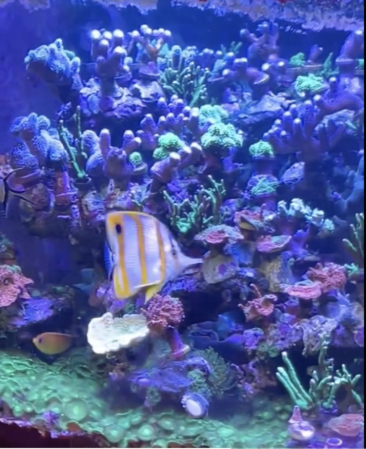 海水魚特にサンゴ水槽の硝酸塩やリン酸塩の理想の値は？ - R's coral
