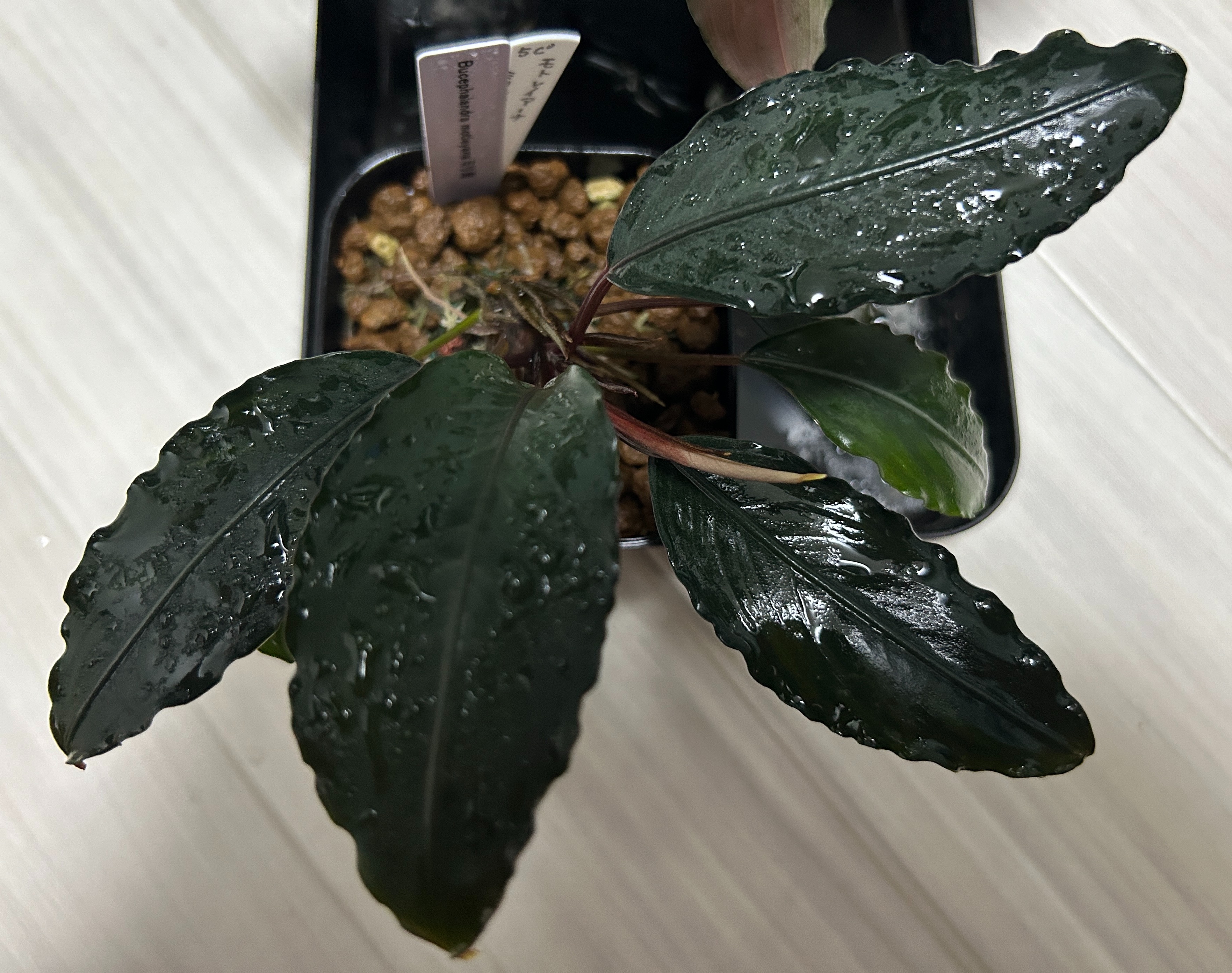 Bucephalandra motleyana ミリ産 - ARACEAE!!