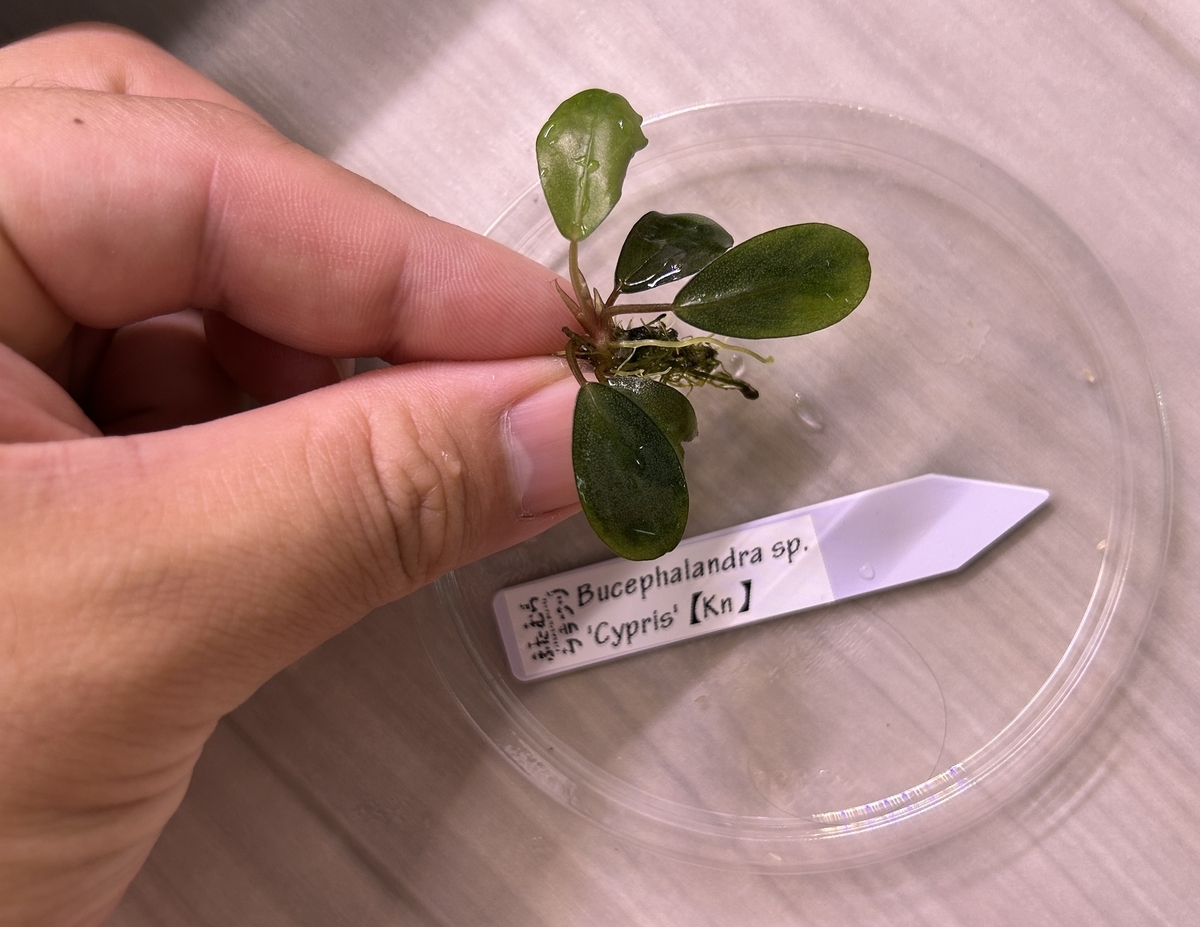 Bucephalandra ブセファランドラ Cypris キプリス KN便 Bucephalandra