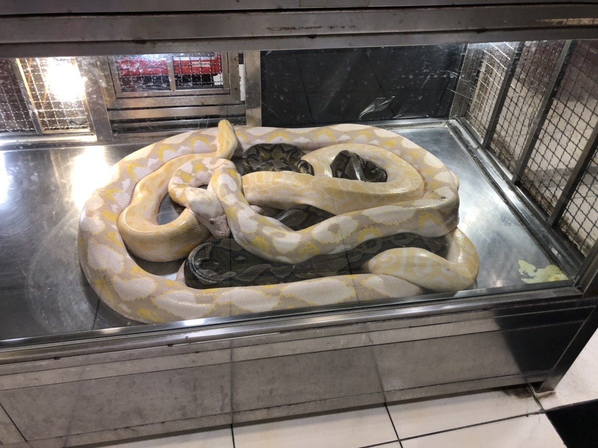 るあしーです
