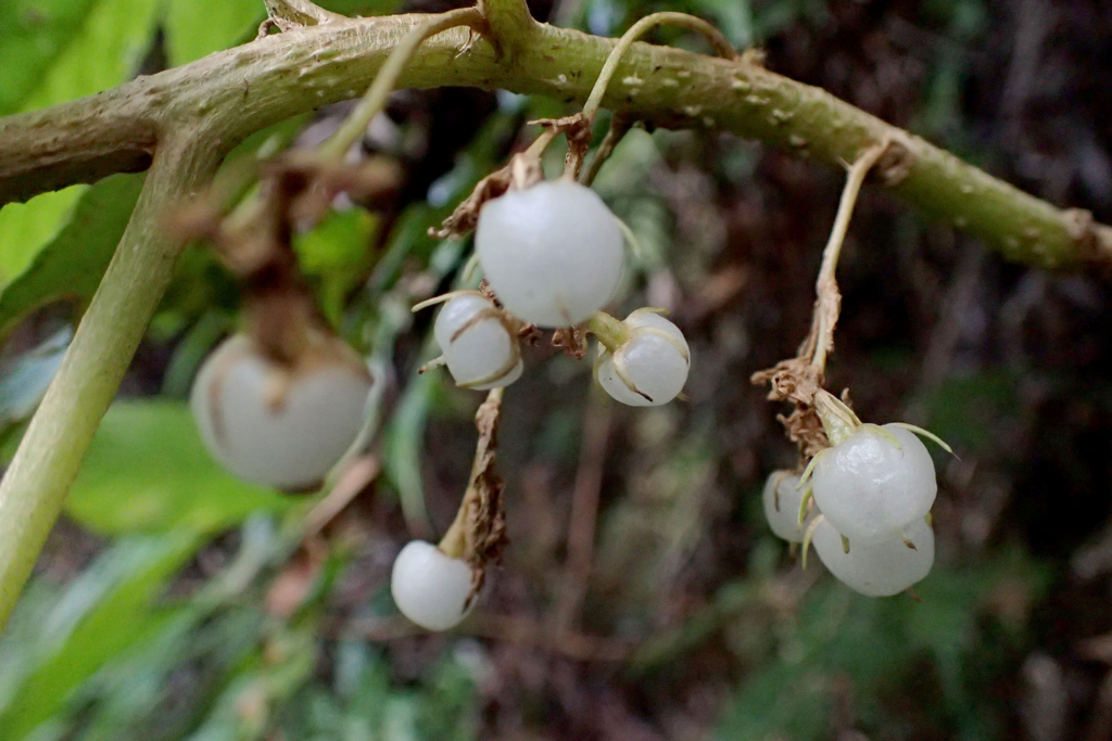 f:id:Rubus_hirsutus:20170307172756j:plain f:id:Rubus_hirsutus:20170307172756j:plain