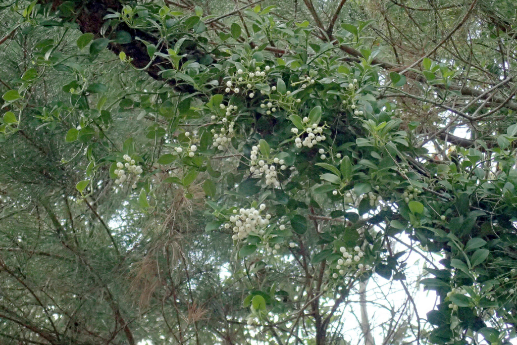 f:id:Rubus_hirsutus:20170307173231j:plain f:id:Rubus_hirsutus:20170307173231j:plain