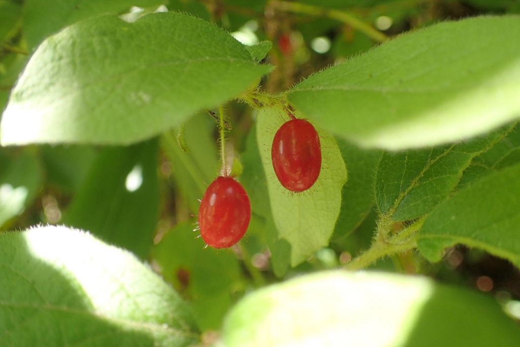 ミヤマウグイスカグラ み
