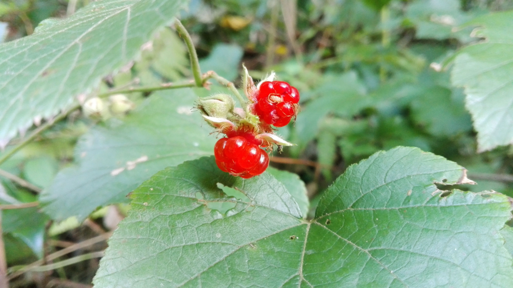 f:id:Rubus_hirsutus:20171101102115j:plain f:id:Rubus_hirsutus:20171101102115j:plain