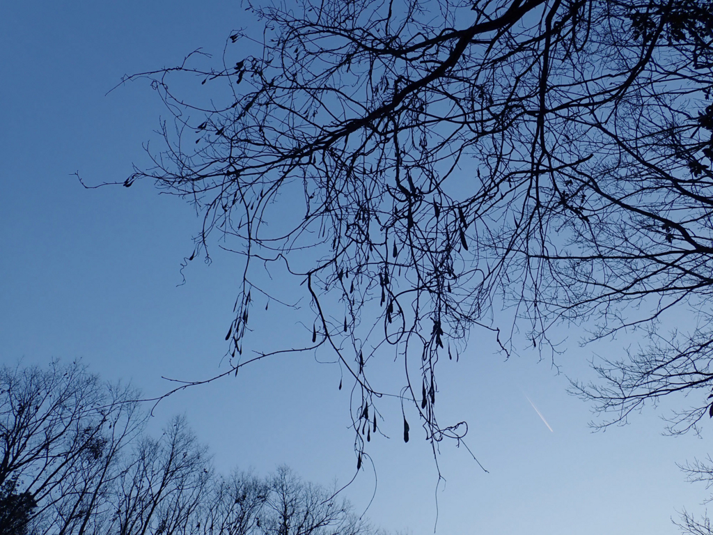 f:id:Rubus_hirsutus:20180309222424j:plain f:id:Rubus_hirsutus:20180309222424j:plain