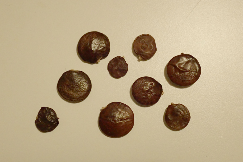 f:id:Rubus_hirsutus:20180309222702j:plain f:id:Rubus_hirsutus:20180309222702j:plain
