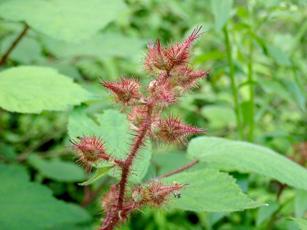 f:id:Rubus_hirsutus:20180526223627j:plain f:id:Rubus_hirsutus:20180526223627j:plain