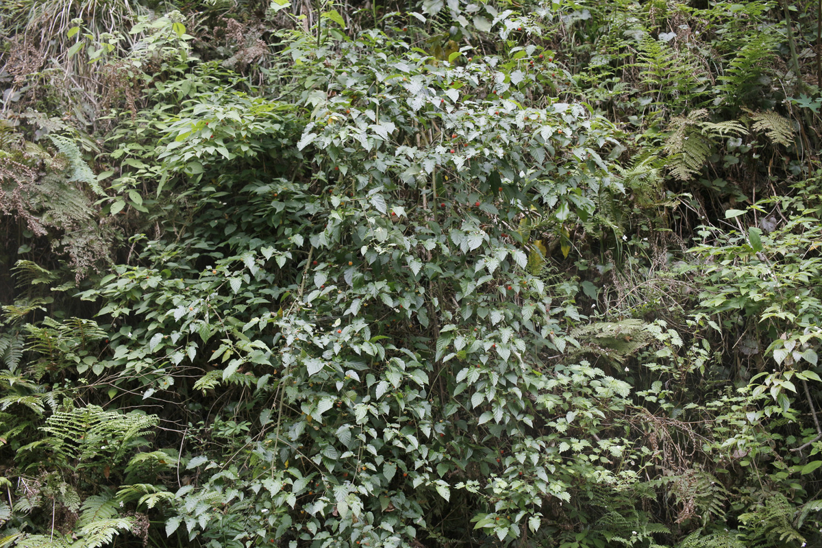 f:id:Rubus_hirsutus:20190531003506j:plain f:id:Rubus_hirsutus:20190531003506j:plain