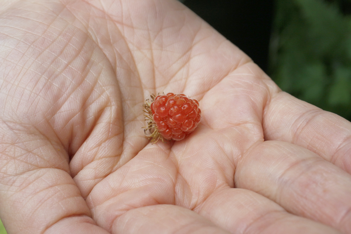 f:id:Rubus_hirsutus:20190531003520j:plain f:id:Rubus_hirsutus:20190531003520j:plain