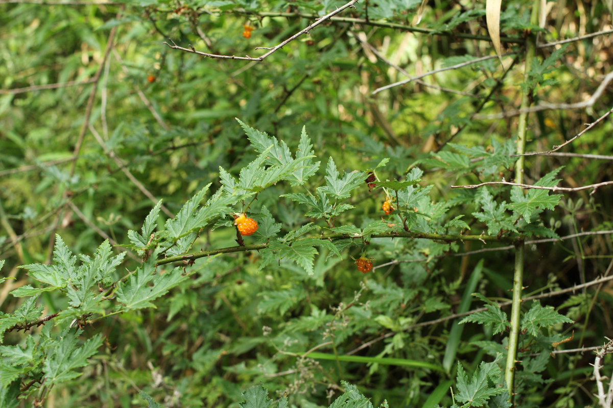 f:id:Rubus_hirsutus:20190606225458j:plain f:id:Rubus_hirsutus:20190606225458j:plain