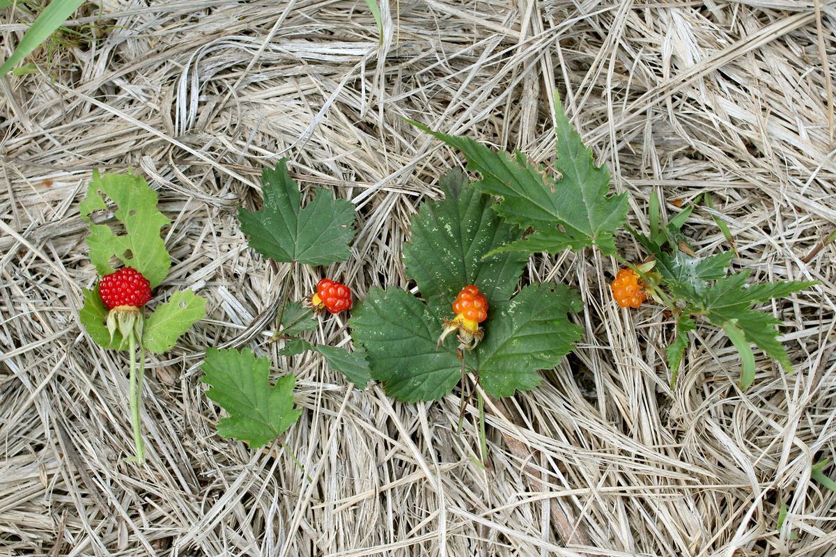 f:id:Rubus_hirsutus:20190606231757j:plain f:id:Rubus_hirsutus:20190606231757j:plain