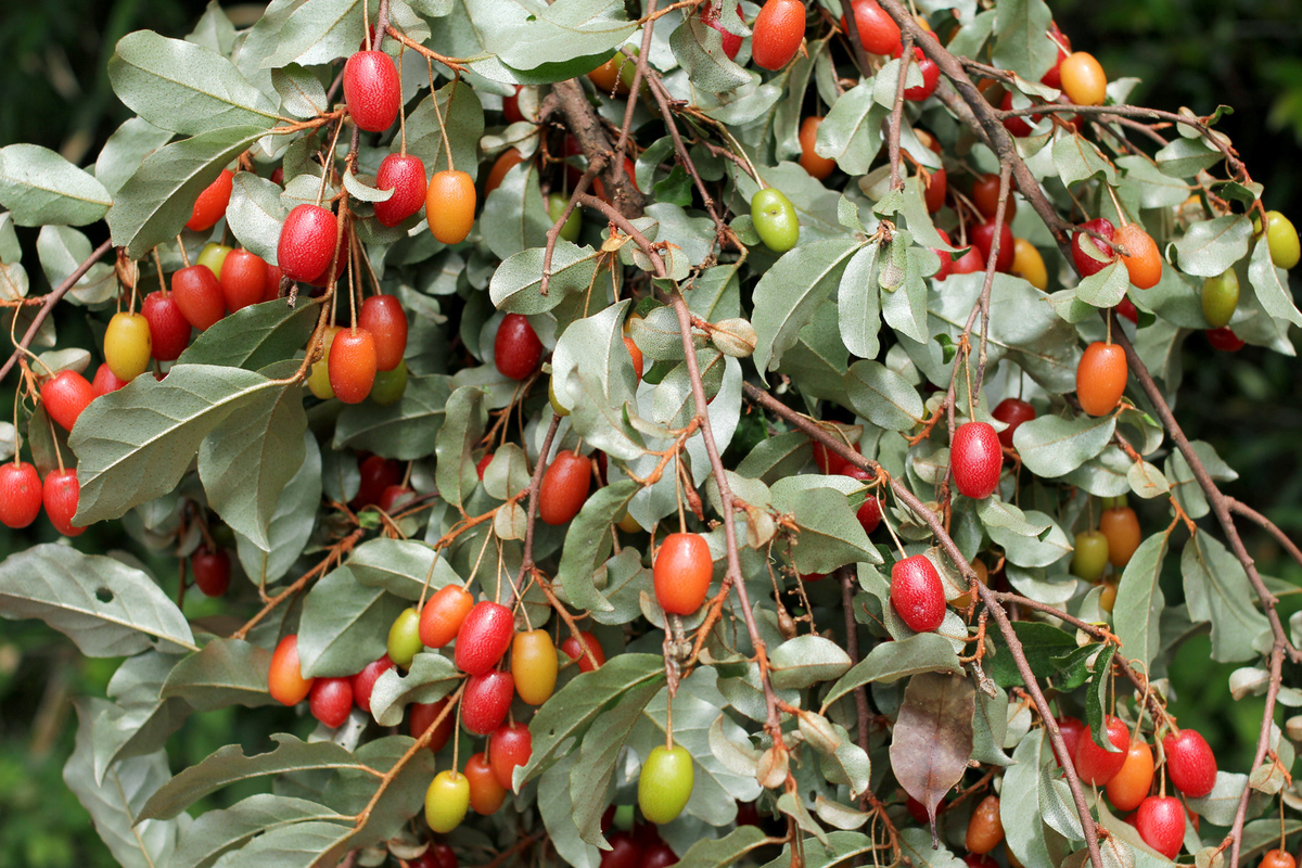 f:id:Rubus_hirsutus:20190612223217j:plain f:id:Rubus_hirsutus:20190612223217j:plain