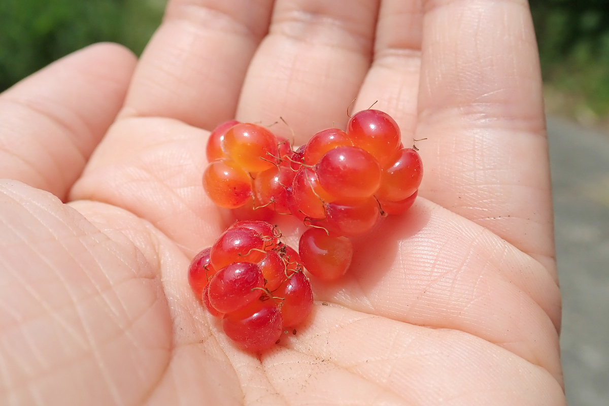 f:id:Rubus_hirsutus:20190623001942j:plain f:id:Rubus_hirsutus:20190623001942j:plain