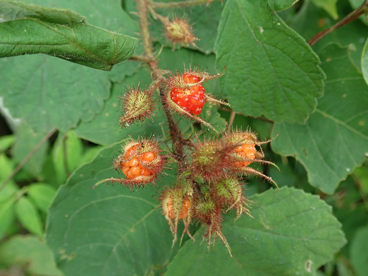f:id:Rubus_hirsutus:20190716222340j:plain f:id:Rubus_hirsutus:20190716222340j:plain