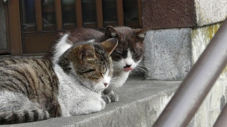 f:id:Rufard:20080506091146j:image