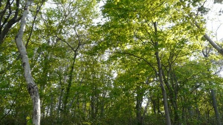 f:id:Rufard:20080518012119j:image