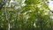 20080518012119